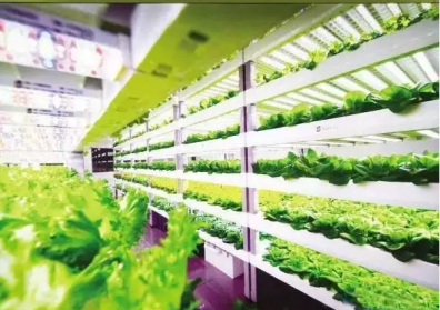 LED植物工廠光源及其照明研發(fā)新動(dòng)態(tài)分析