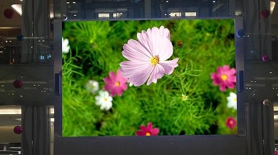 <b>Mini LED來(lái)勢(shì)洶洶，OLED還扛得住嗎？</b>